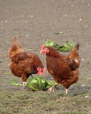 cabbage_for_lunch_-_geograph-org-uk_-_1132941